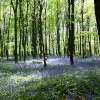 Bluebells in Melton Woods
