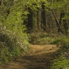 Chantry Wood, Guildford