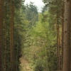 Chantry Wood, Guildford