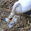 Swan at Houghton