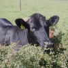 A Northern friend.    Bishops Thornton.     nr.Ripley
