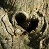 Heart in the tree