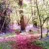 Bluebells