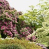 Killerton house gardens