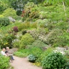 Killerton house gardens