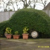 Very Green !!!