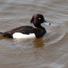 Tufted duck on Swithland Reservoir