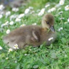 Greylag gosling at Swithland Reservoir