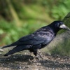 Rook as seen from the nature hide at Wallington Hall, Northumberland.