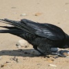 Carrion Crow on the beach