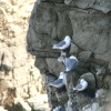 Kittiwakes nesting
