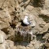 Kittiwake nest building