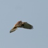 Kestrel hunting