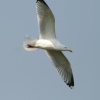 Herring Gull