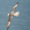 Fulmar, gliding along the cliffe edge near Souter Lighthouse, Whitburn.