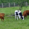 Cattle