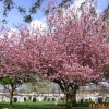 Cementary