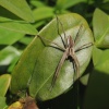 Incy wincy spider...