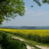 From the top of the mount, Guildford, Surrey