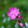 Red Campion at Launde Park Wood