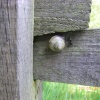 Snail