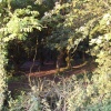 Sylvan sunbeams