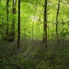 Bluebell woods
