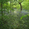 Saltwells bluebell woods