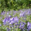 Bluebells at Saltwells