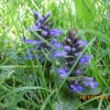 Wildflowers
