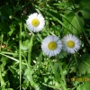 Wildflowers