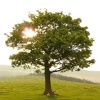 Tree at Dovestones Greenfield Nr Oldham, Lancashire
