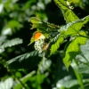 Orange tip butterfly....anthocharis cardamines