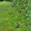 Baby rabbits