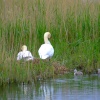 Mute swans....cygnus olor and cygnets