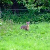 Muntjac deer (2)