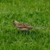A Lark in the Grass