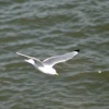 Kittiwake seen from cliff top at Whitburn.