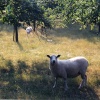 Sheep in an Orchard at Tunstall, Kent