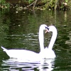 Courting Couple 2