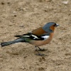 A Male Chaffinch on the river bank