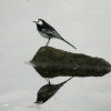 Pied Wagtail, resting on its own reflection