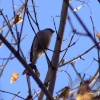 Hen bullfinch....pyrrhula pyrrhula