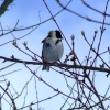 Reed bunting