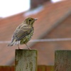 Young songthrush....turdus philomelos