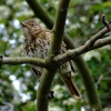 Young songthrush....turdus philomelos