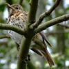 Young songthrush....turdus philomelos