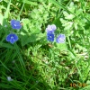 Wildflowers