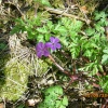 Wildflowers