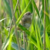 Sedge warbler....acrocephalus schoenobaenus